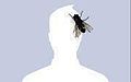Pequeña mosca.jpg