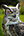 Horned1b.jpg