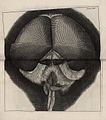 Micrographia Schem 24.jpg