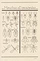 Les animaux 30 (3529827844) Mouches et araignées.jpg