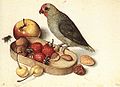 George Flegel Still-Life with Pygmy Parrot.jpg