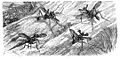 Malay Archipelago horned flies.jpg