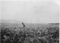 "A crop of irrigated barley. Barley growing on the Camas Division." - NARA - 293343.tif