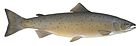Salmo salar flipped.jpg
