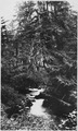 "A Beauty spot in the woods of Dolomi, Alaska." - NARA - 297774.tif