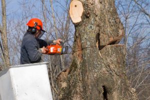 woodsman cutting down tree, thus increasing entropy